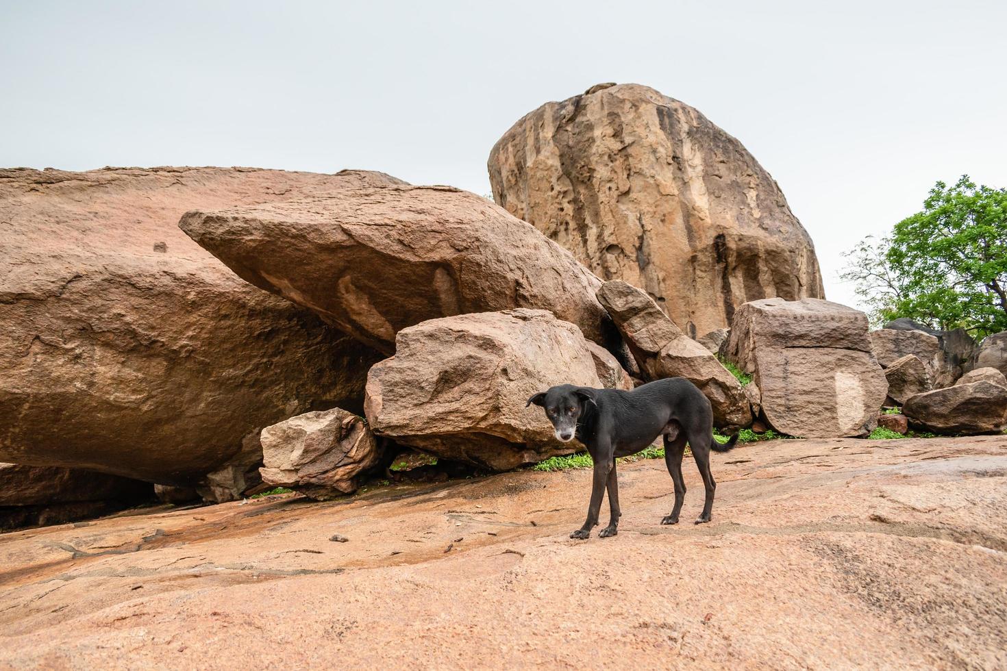 un perro callejero negro deambula por las rocas rocosas y las ruinas de la antigua capital del reino pallava, mamallapuram en tamil nadu, india. foto