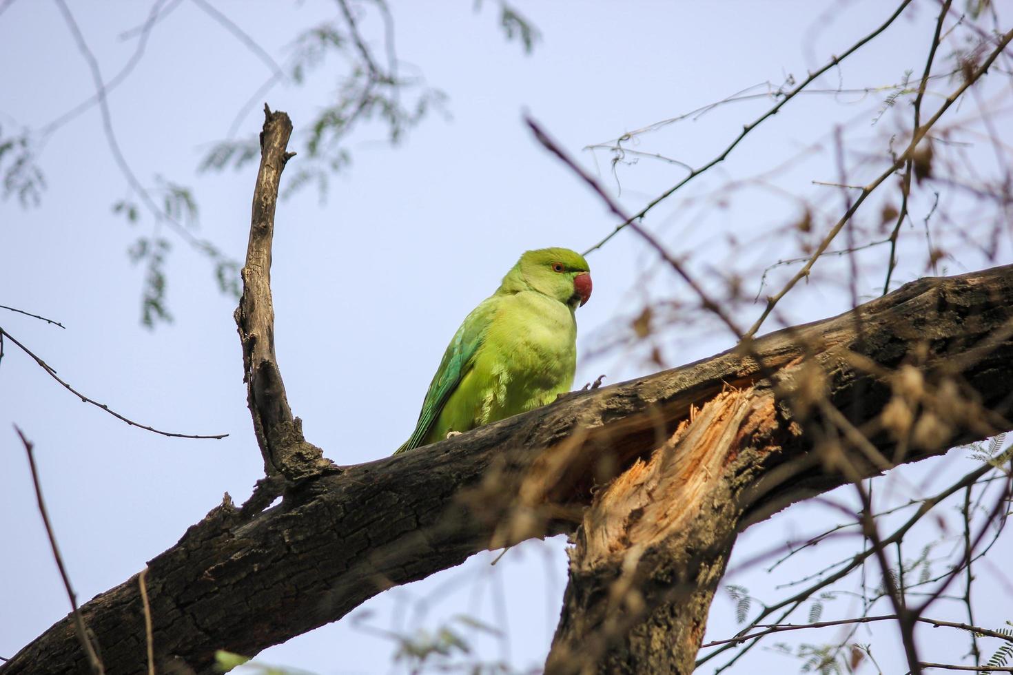 a green parrot sitting on branch of a tree in Keoladeo National Park in Bharatpur photo