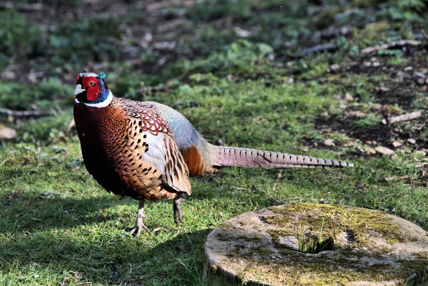 A close up of a Pheasant photo