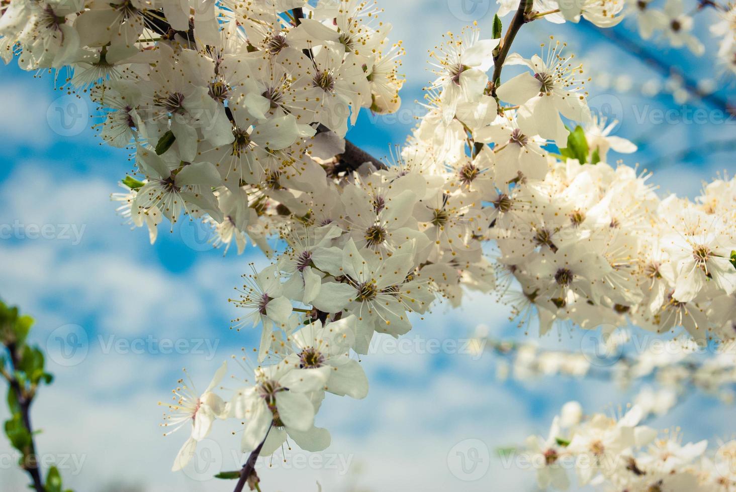 Beautiful white flowers of cherry tree. photo
