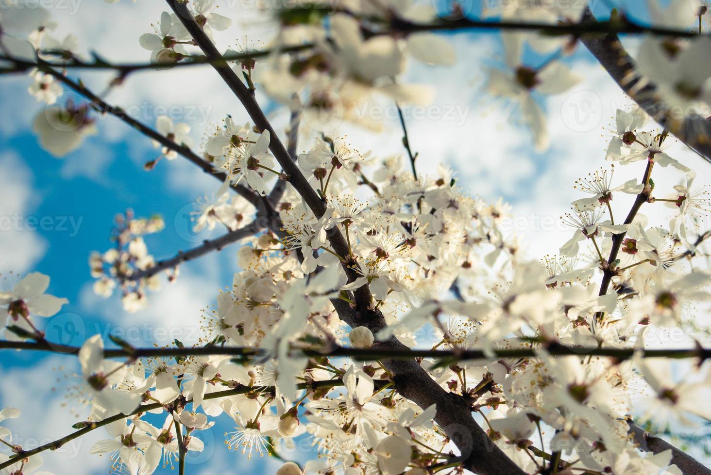 Beautiful white flowers of cherry tree. photo