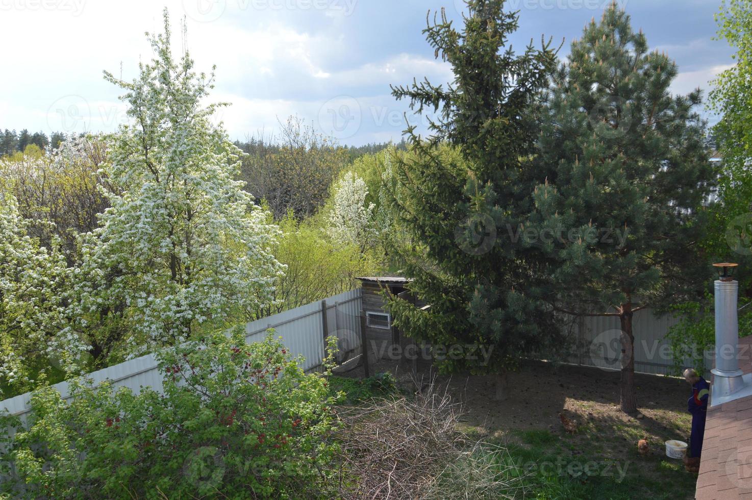 Panorama of the garden in the village in spring photo