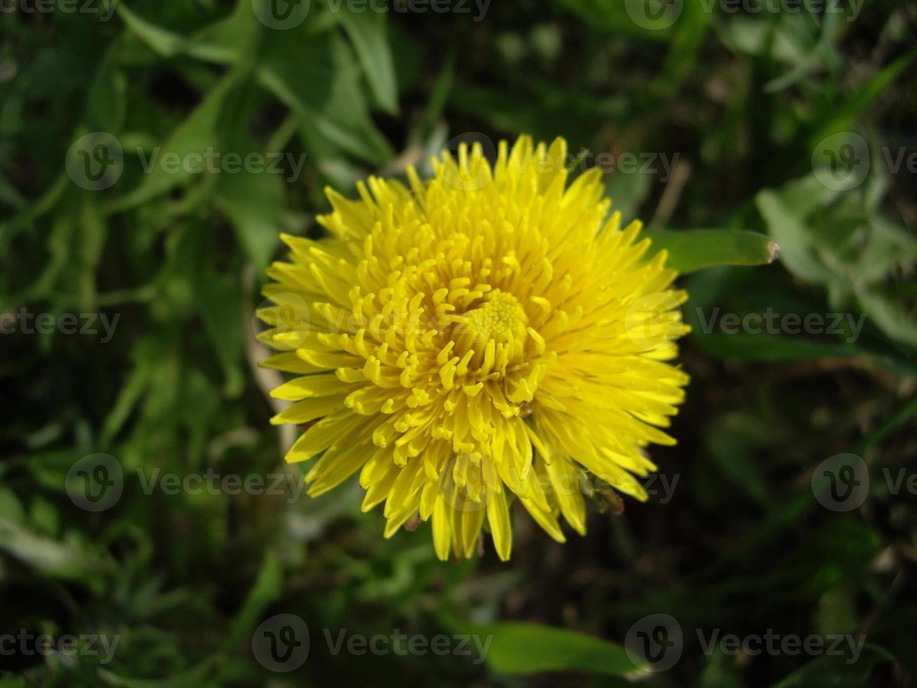 Spring flowers bloomed in the garden in the village photo