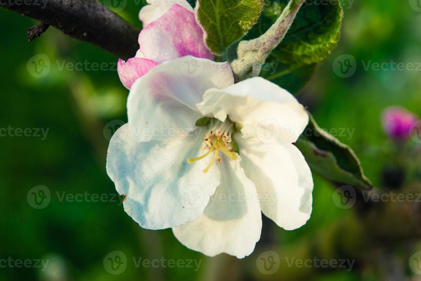 Fresh spring beautiful flowers of the apple tree. photo