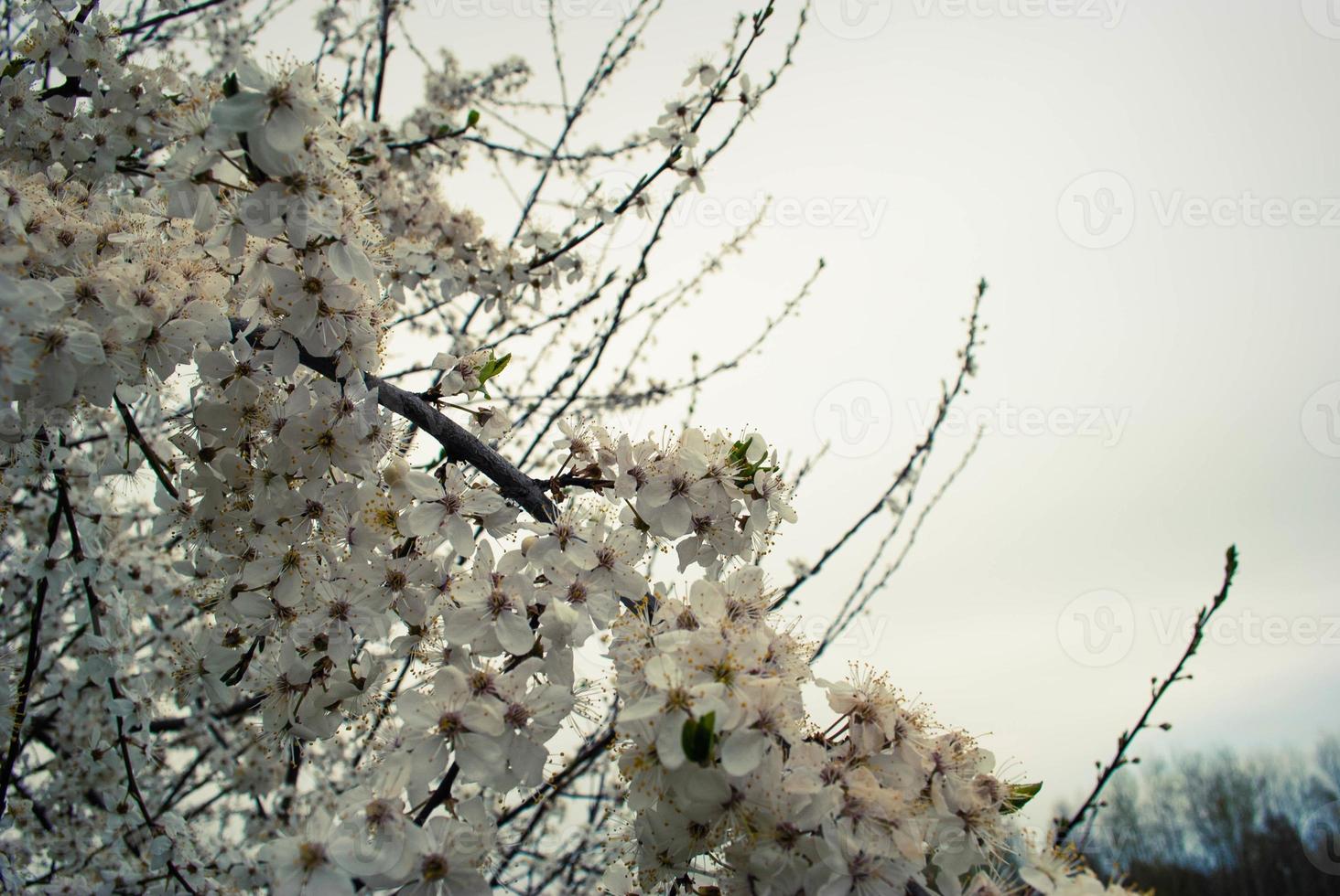 Beautiful sakura flowers, cherry blossom photo