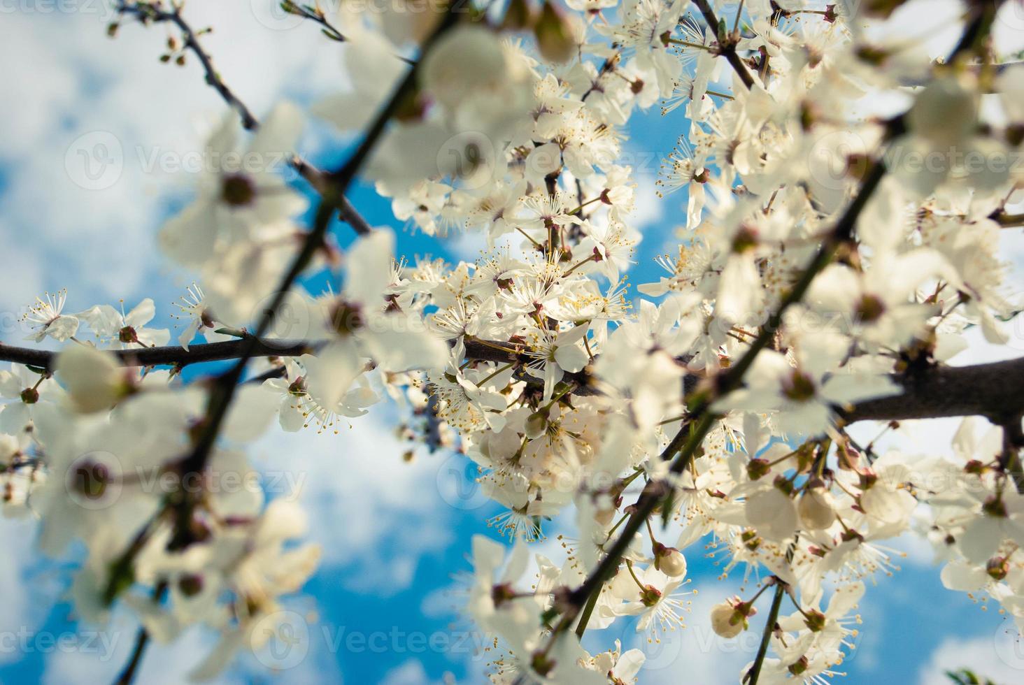 Beautiful white flowers of cherry tree. photo