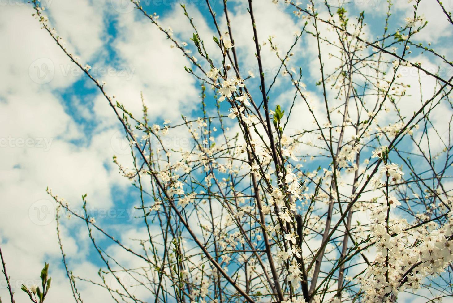 Beautiful white flowers of cherry tree. photo