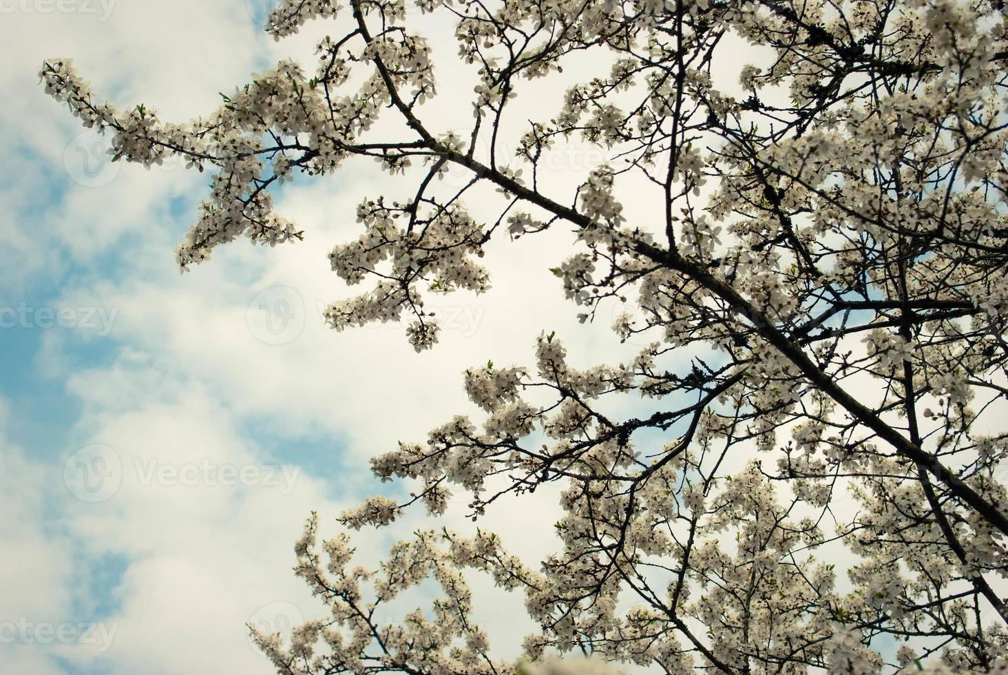 Beautiful white flowers of cherry tree. photo