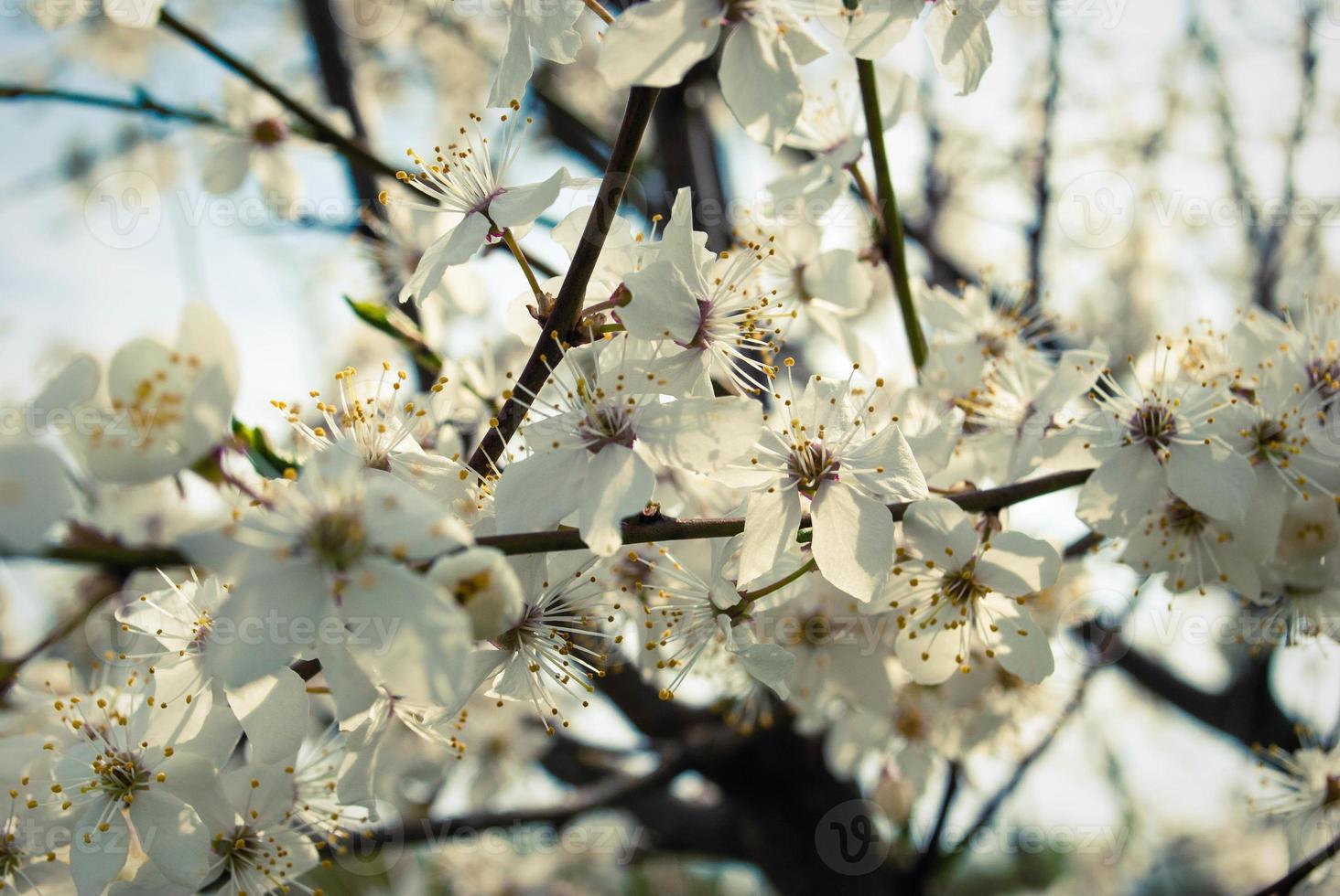 Beautiful white flowers of cherry tree. photo