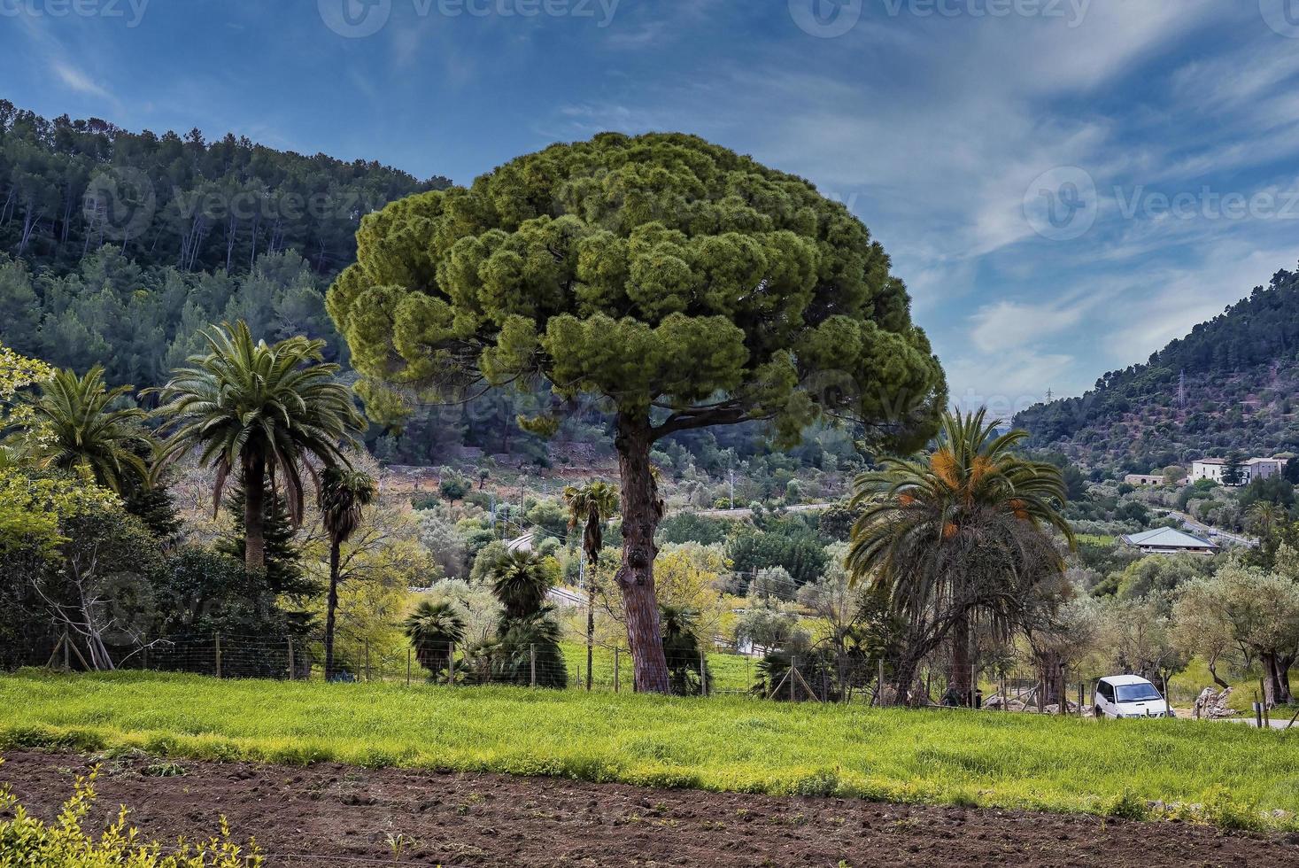 Trees and plants growing on grassy field in forest against sky photo