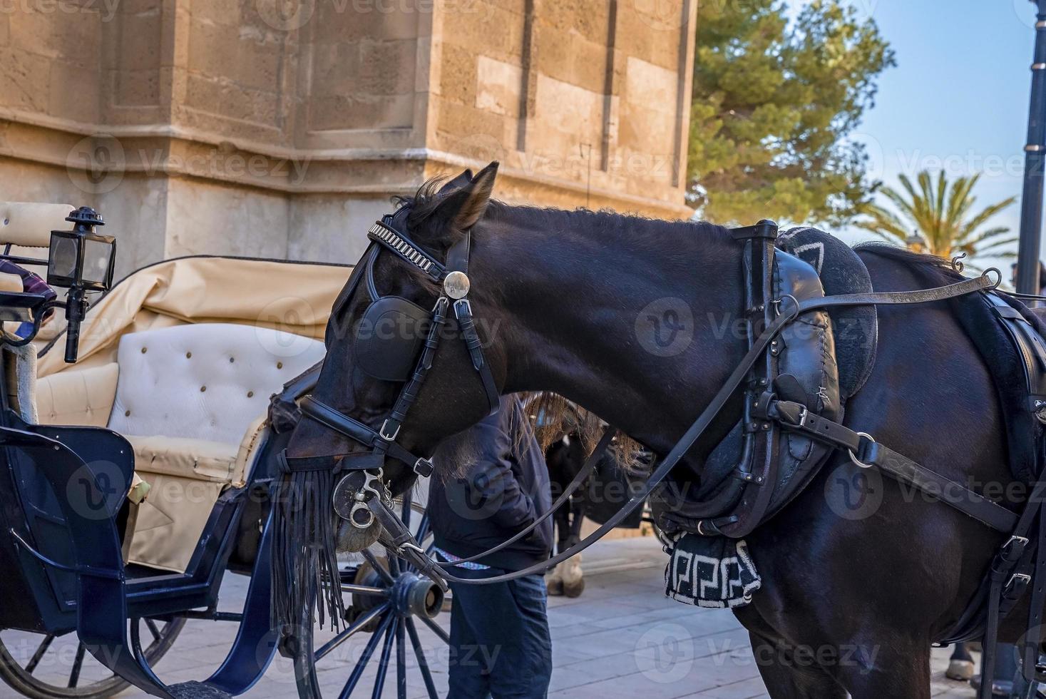 Close-up of man standing with horsecart against church in historic town photo