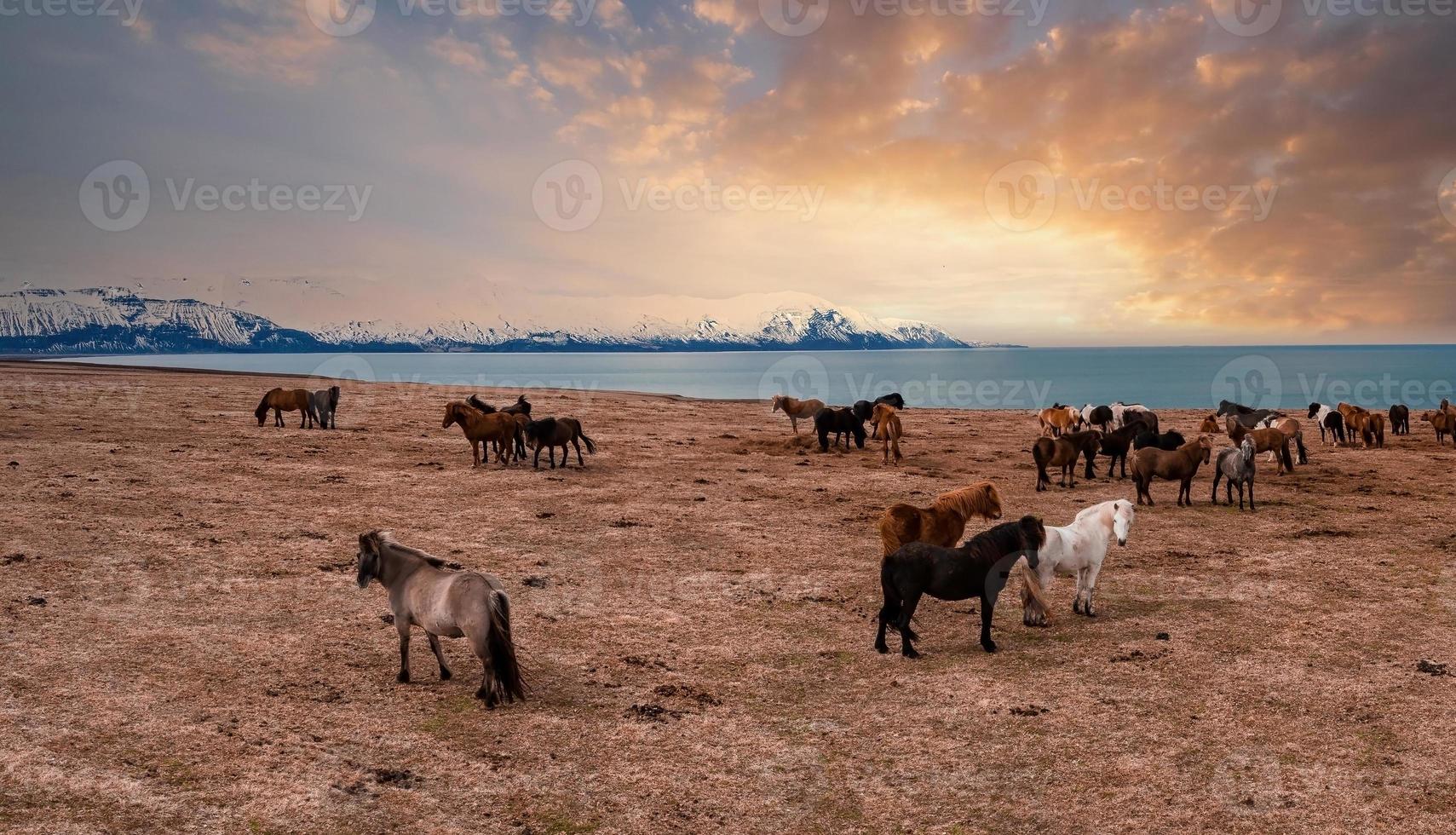 Beautiful Icelandic horses running around in field. photo