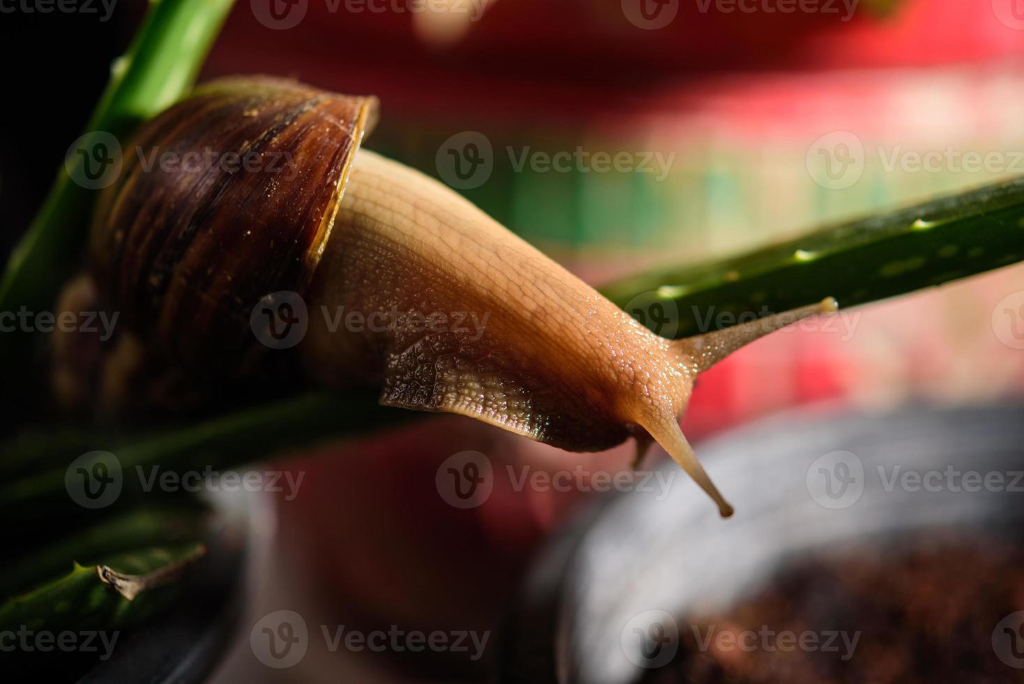 snail shell slowly macro lens photo