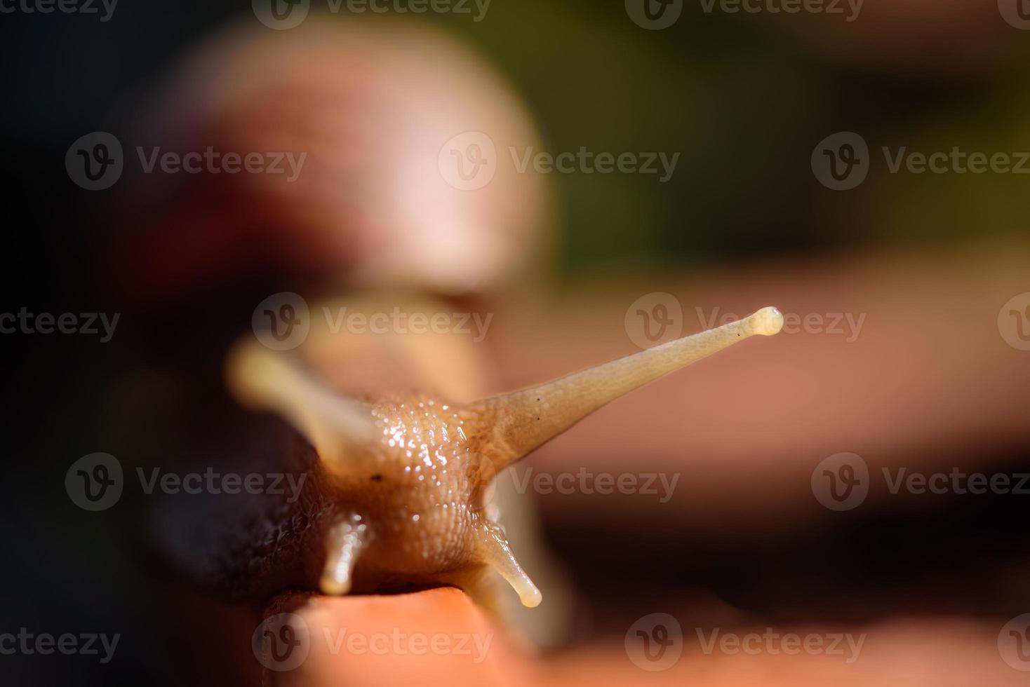 snail shell slowly macro lens photo