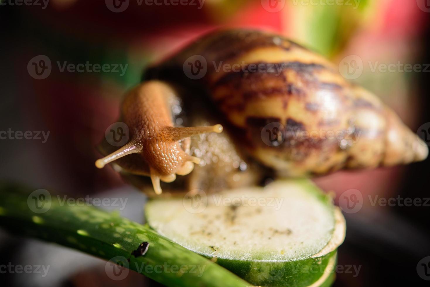 snail shell slowly macro lens photo