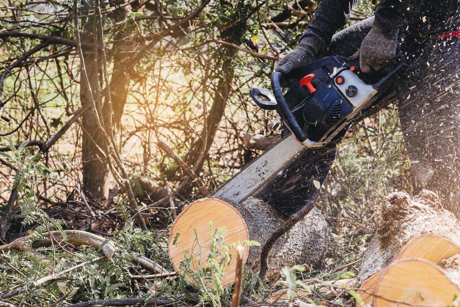 Worker using chainsaw for cutting down the tree. Deforestation, forest cutting concept. photo