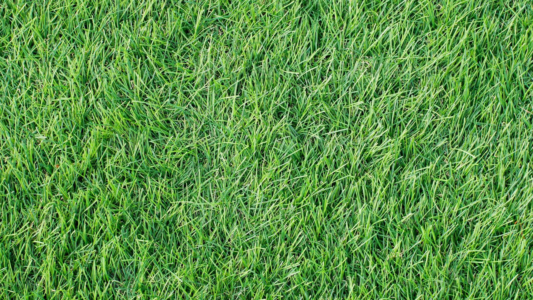 green grass texture background with copy space photo