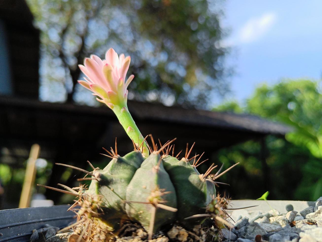 Close up light purple flower of cactus in a pot, blur background photo