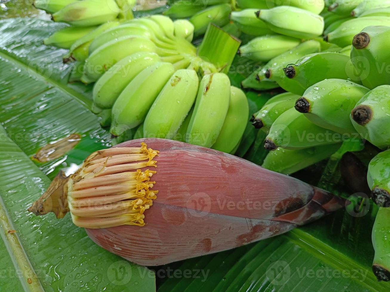 flor de plátano o flor de plátano en hojas de plátano foto