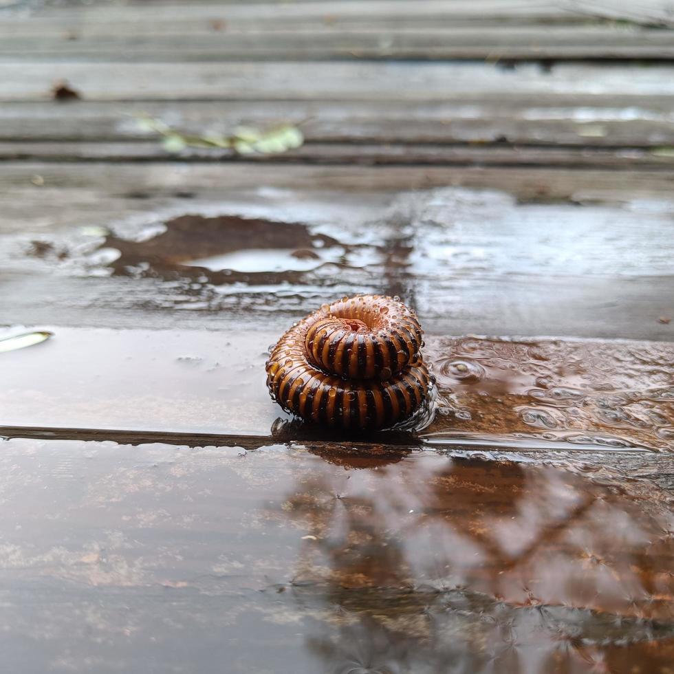 Millipedes are an order of invertebrates belonging to the phylum Arthropoda, class Myriapoda. Diplopoda. Circular form. on the wet ground photo