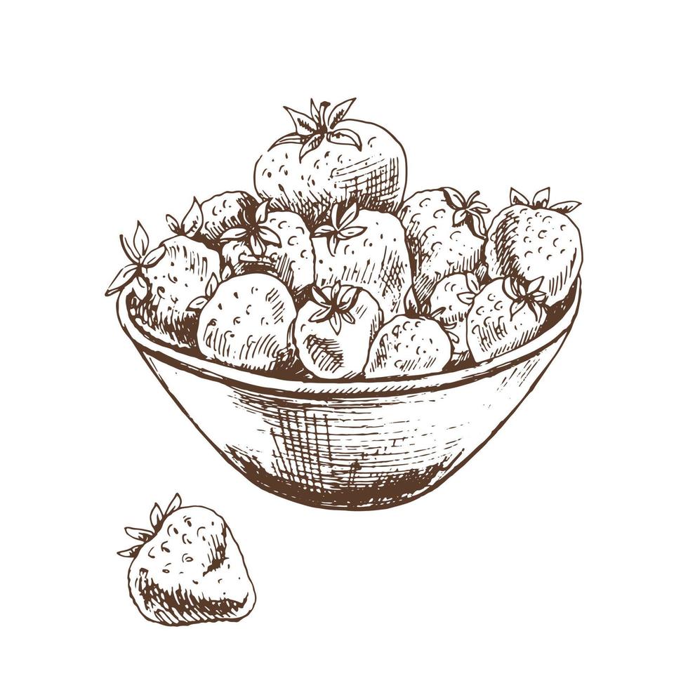 Vector  sketch of bowl of strawberries. Hand drawn  illustration.  Summer  berries engraved style illustration.  Great for label, poster, print.