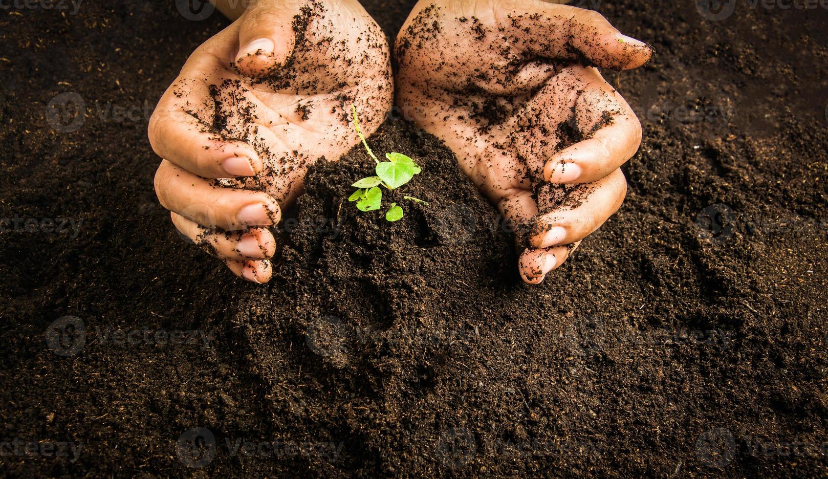 Small tree with Hands and soil , soil background photo