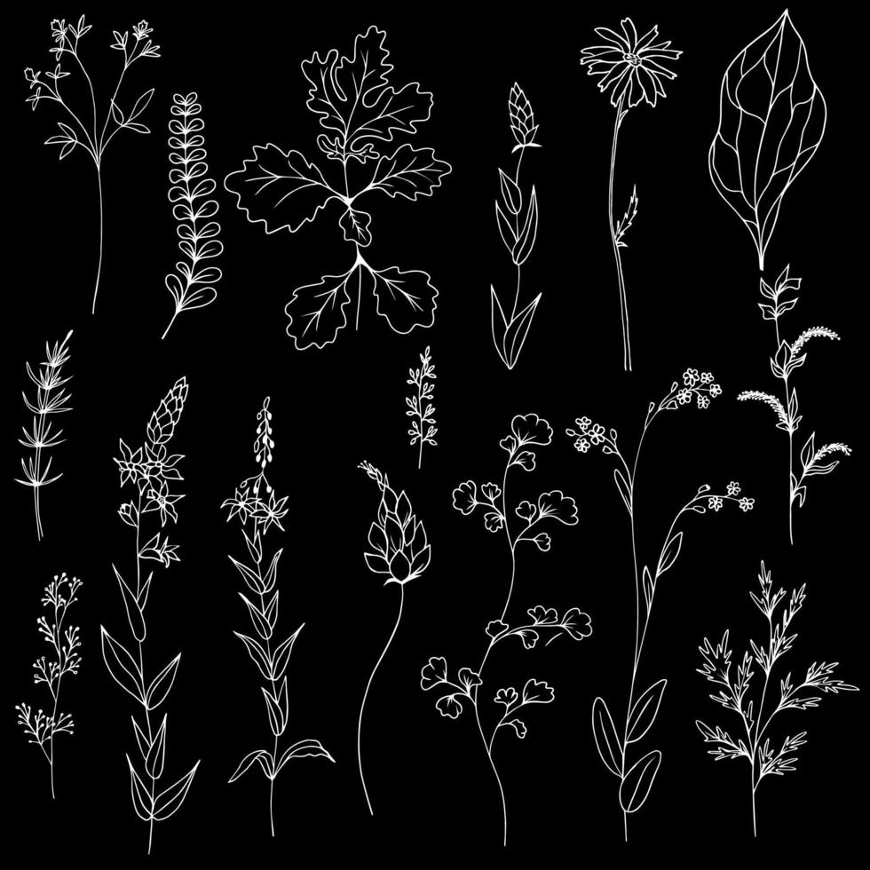 Vector pattern black and white with twigs leaves and herbs