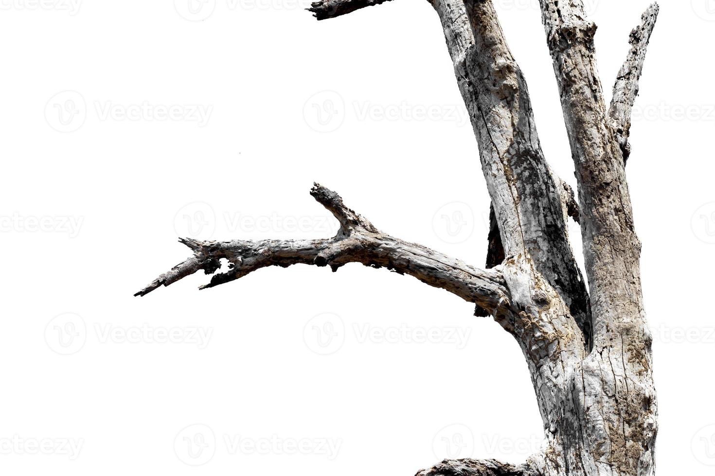 dry branches, dry branches, isolated on white background photo