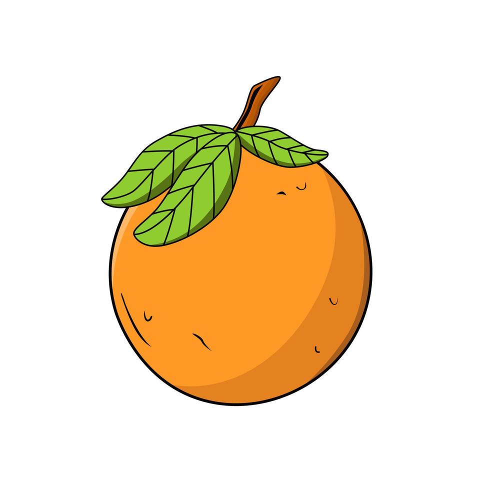 illustration orange fruit vector