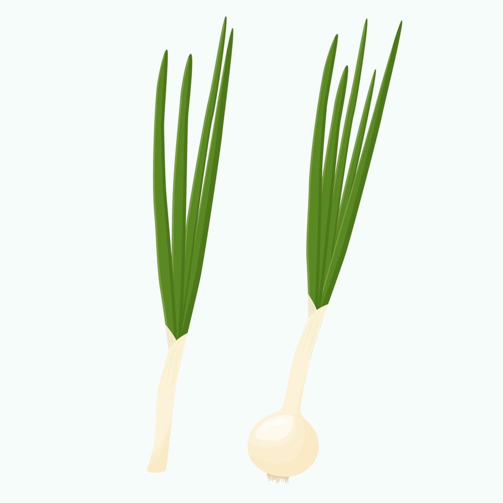 Whole green onion isolated on background. Flat vector illustration.