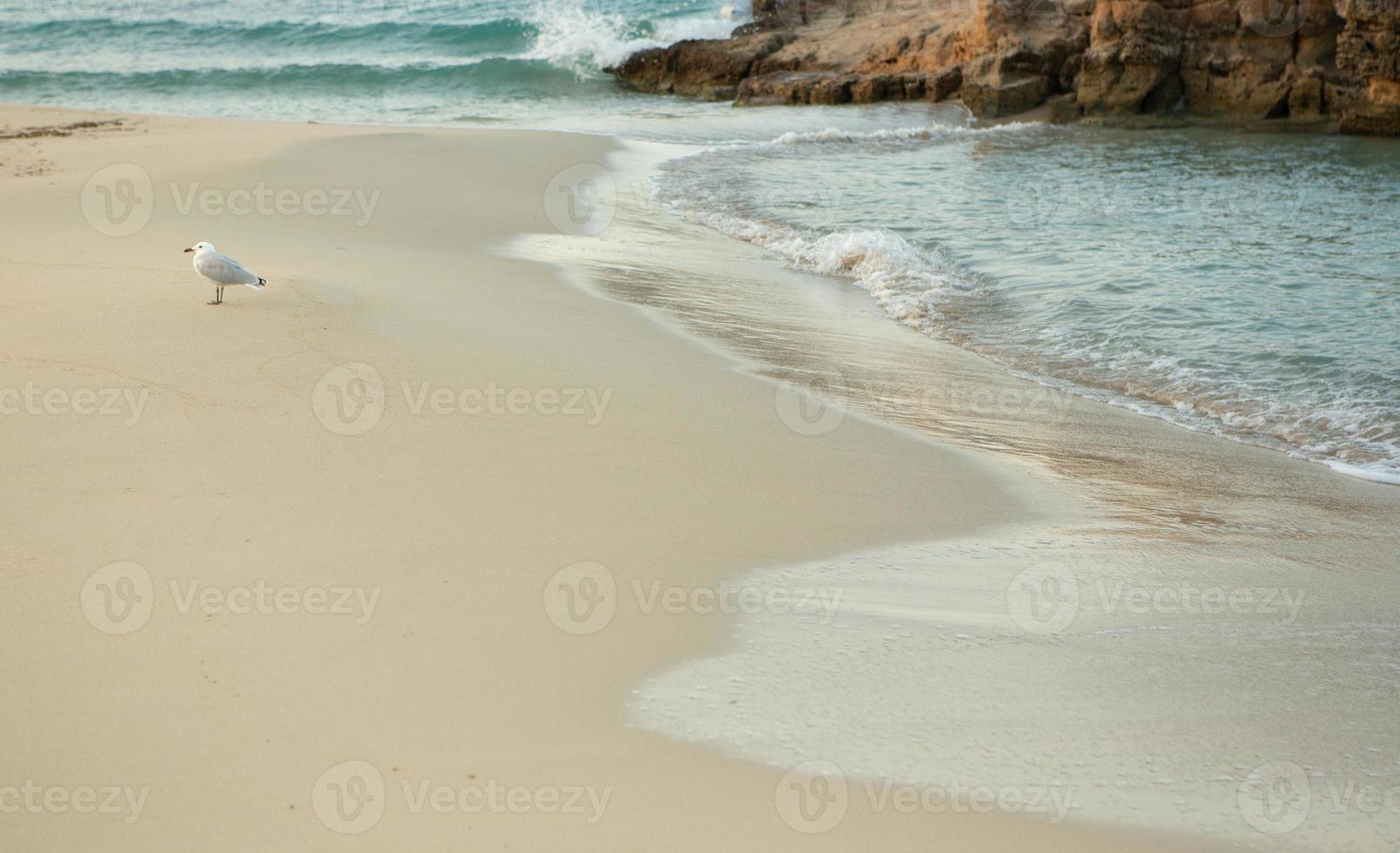Beautiful beach with very clean and azure water on the mediterranean sea in the island of Ibiza, Spain. photo
