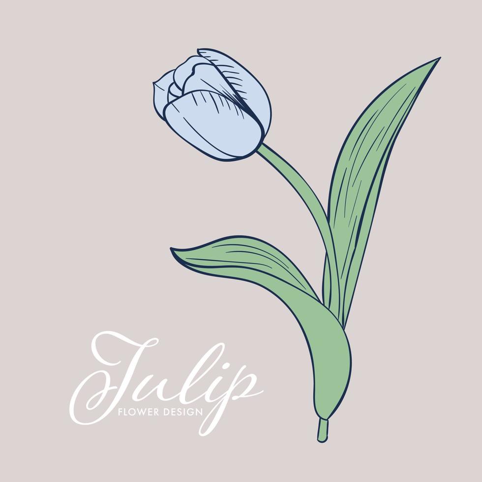 Beautiful Spring Tulip flower isolated object. Hand-drawn element. vector