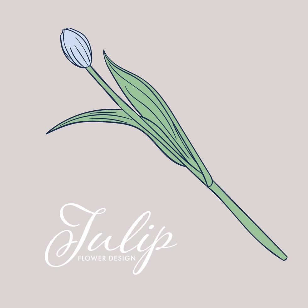 Beautiful Spring Tulip flower isolated object. Hand-drawn element. vector