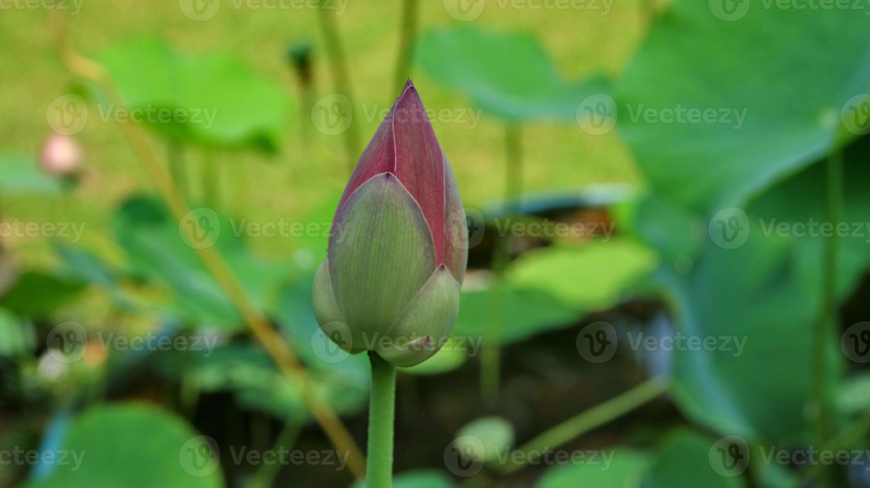 Natural Lotus Flower Blooms in a beautiful garden photo