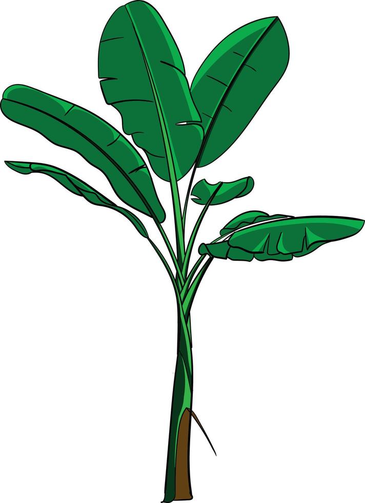 Banana Tree Vector with Color