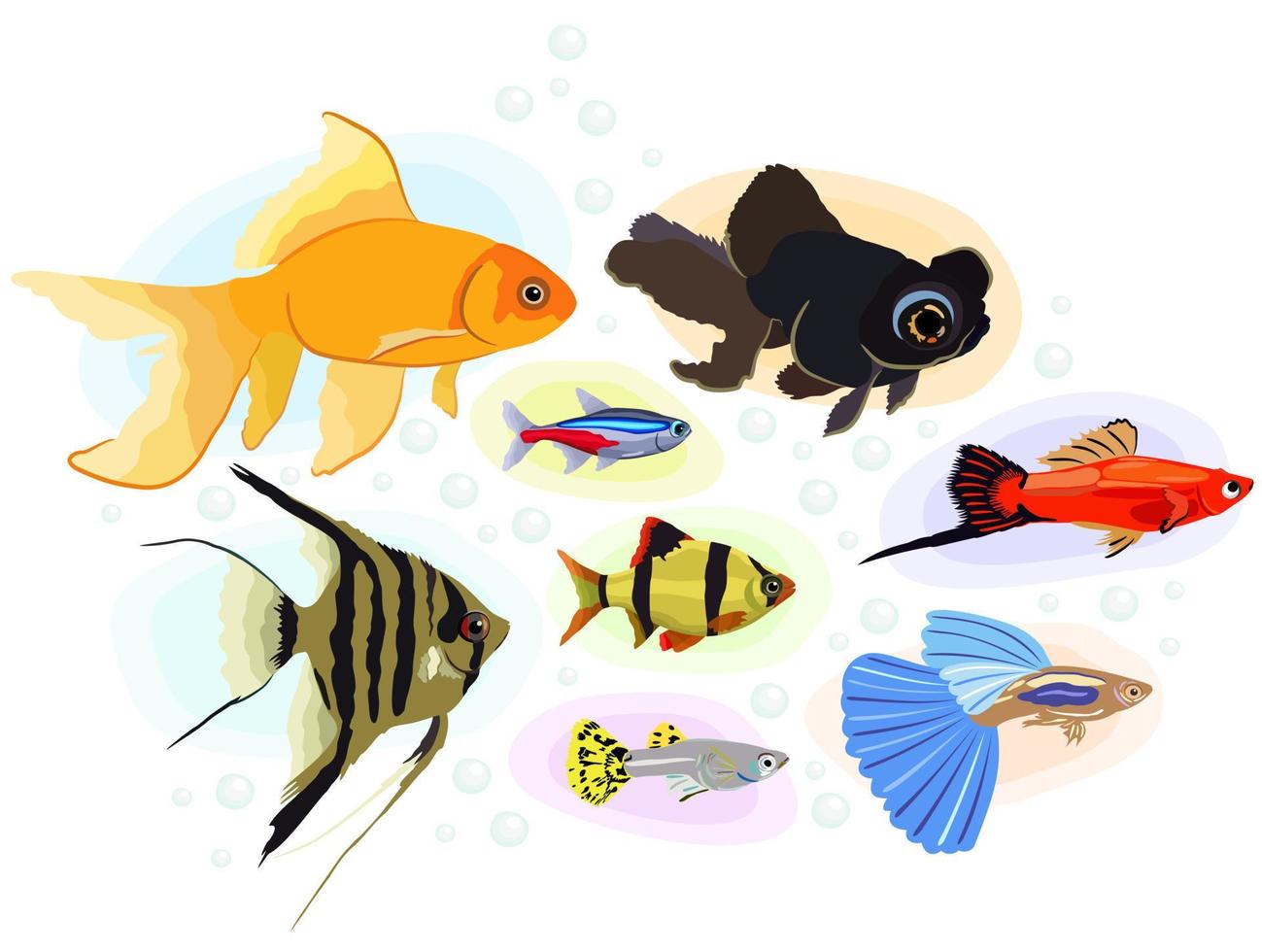 Big vector isolated collection of various aquarium fishes.