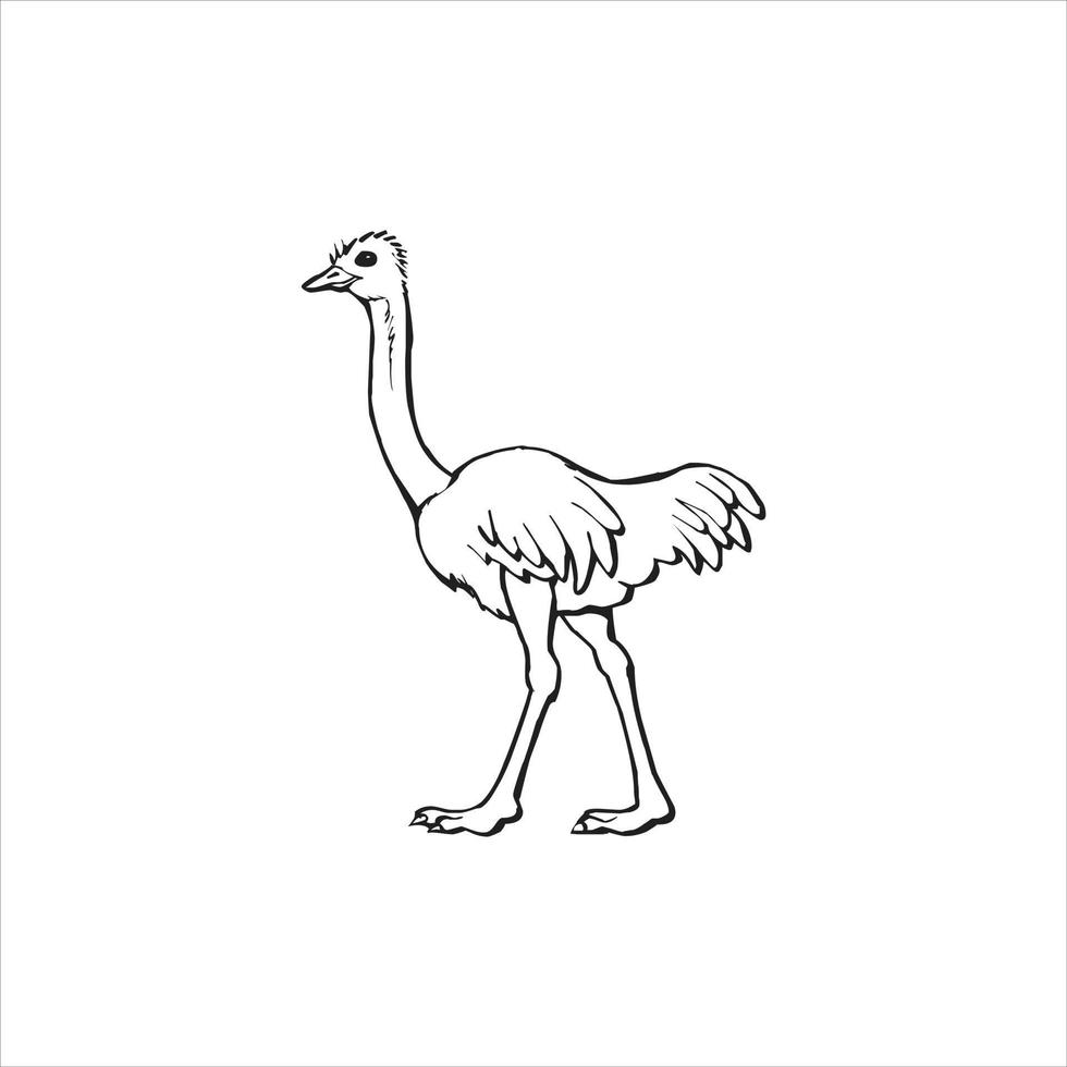 diseño de logotipo de avestruz sobre fondo blanco. vector