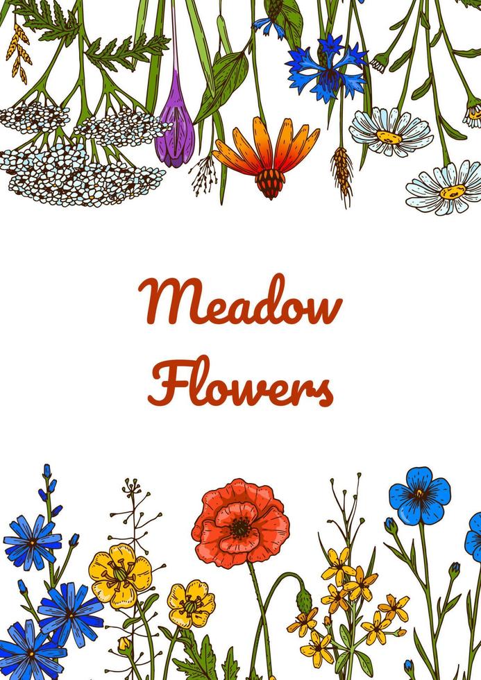 Wildflowers botany design. Colorful hand drawn vector illustration. Summer background