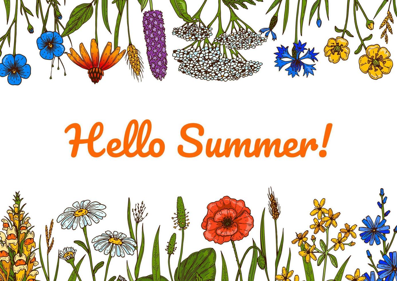 Wildflowers botany design. Colorful hand drawn vector illustration. Summer background