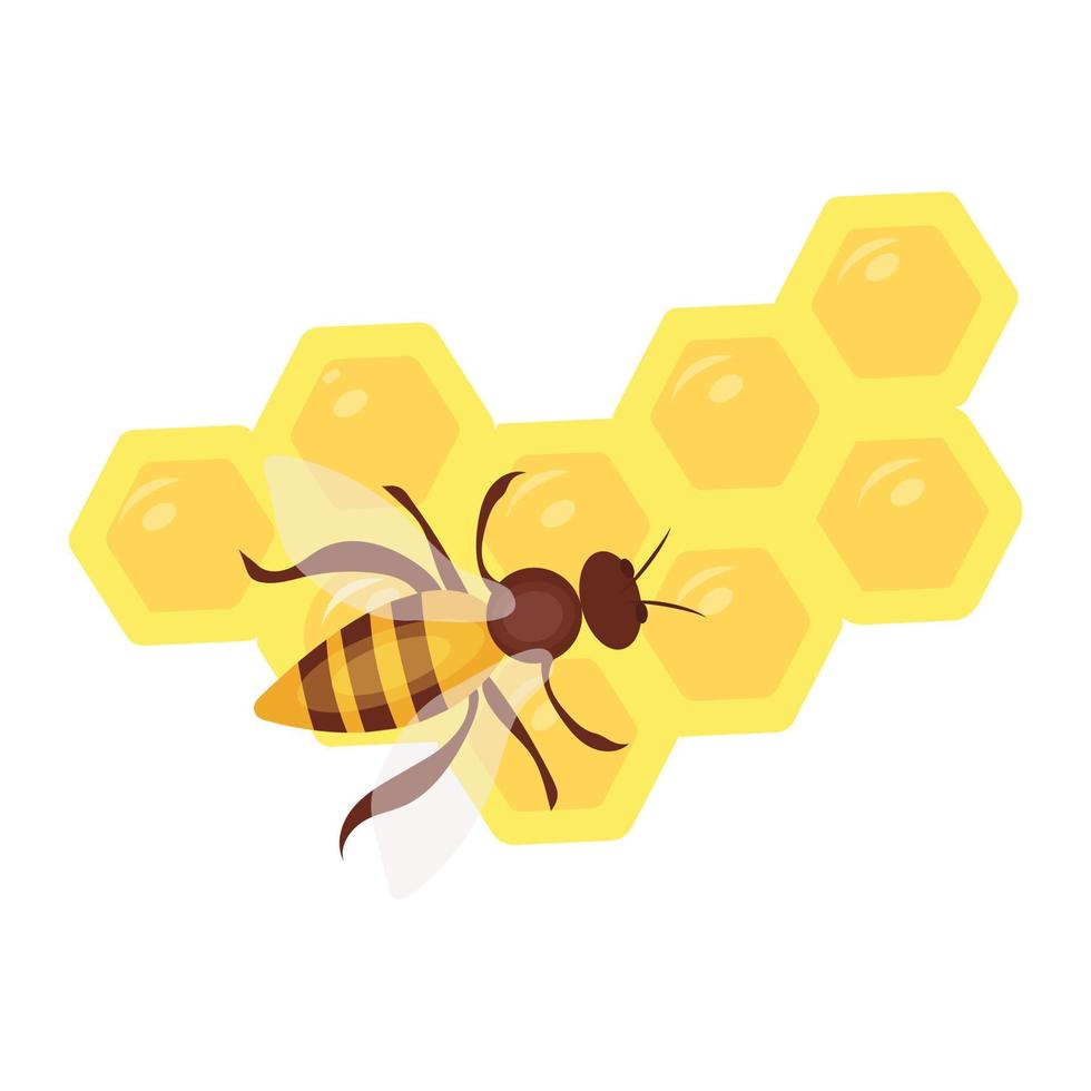 Bee and honeycomb. Vector flat illustration.