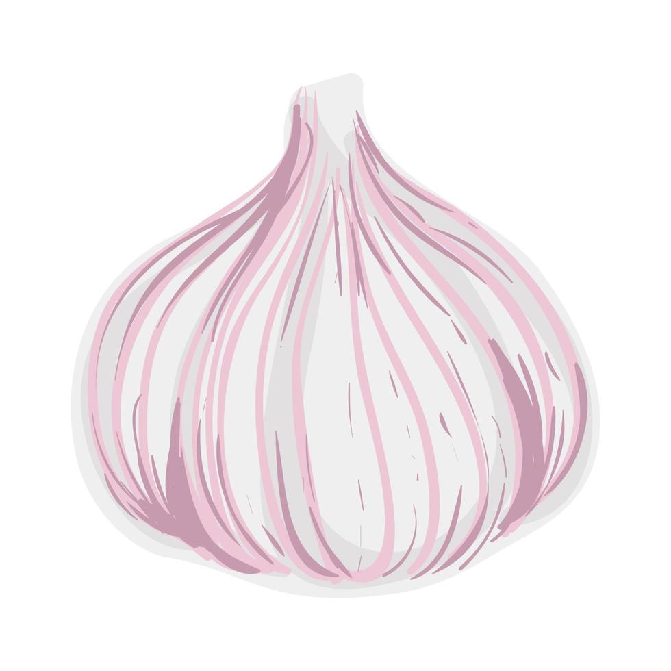 Garlic Colorful Illustration Isolated on White Background vector