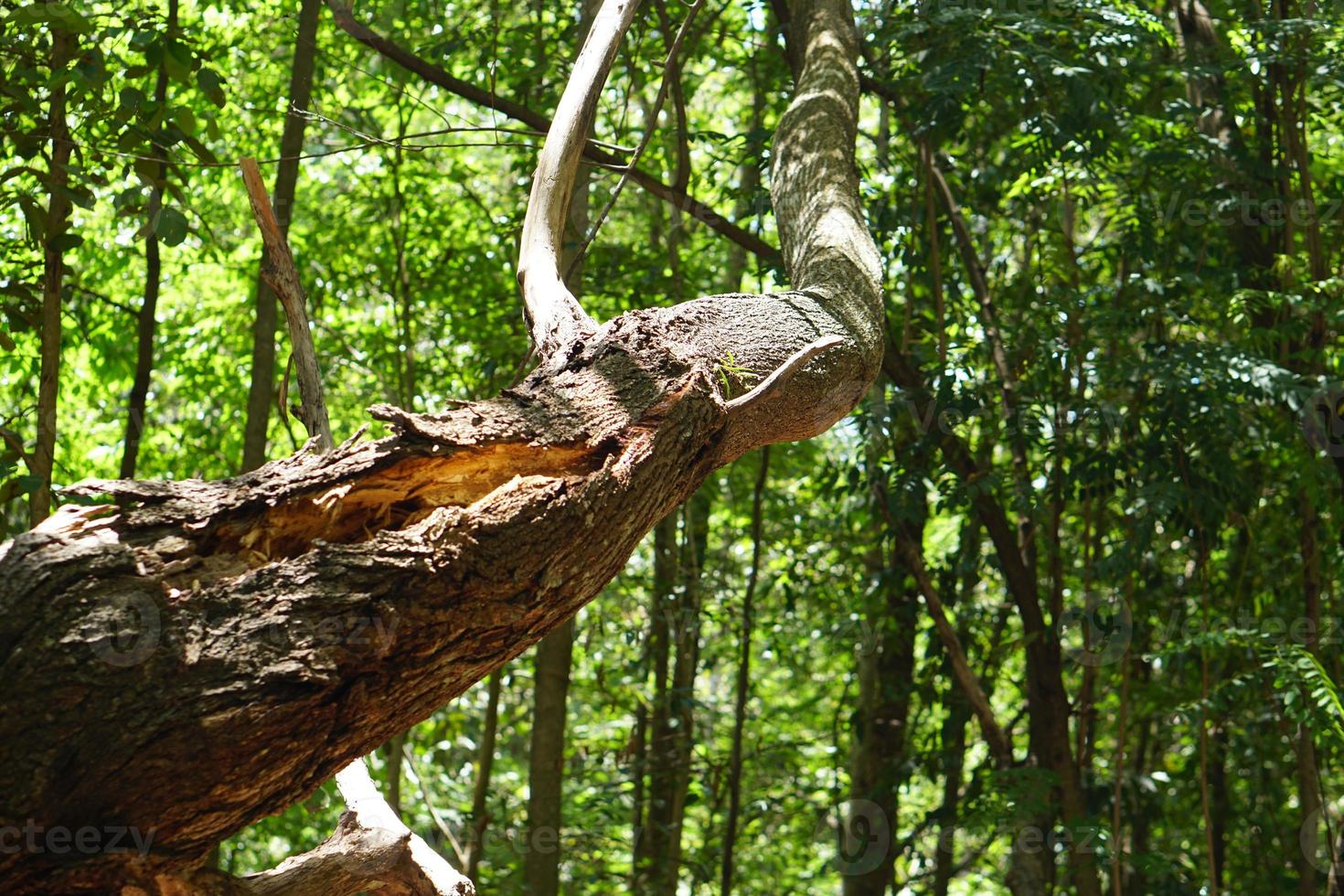 trees in lightning forest tear the trunk photo