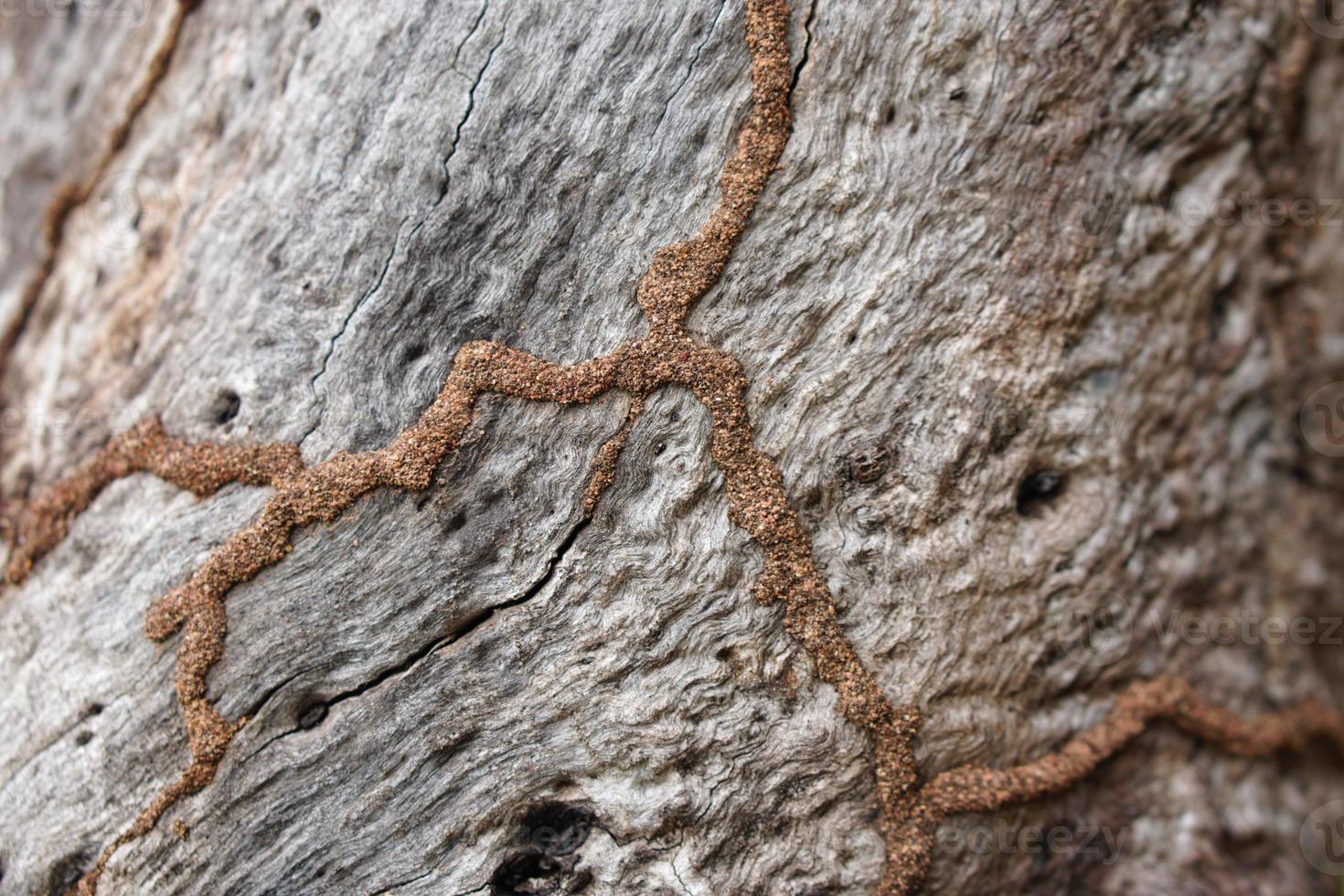 bark pattern background with termites photo