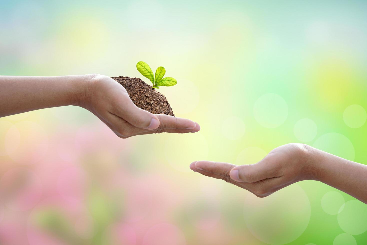 día Mundial del Medio Ambiente. las manos humanas sostienen pequeñas plantas entre sí para conservar el medio ambiente. foto