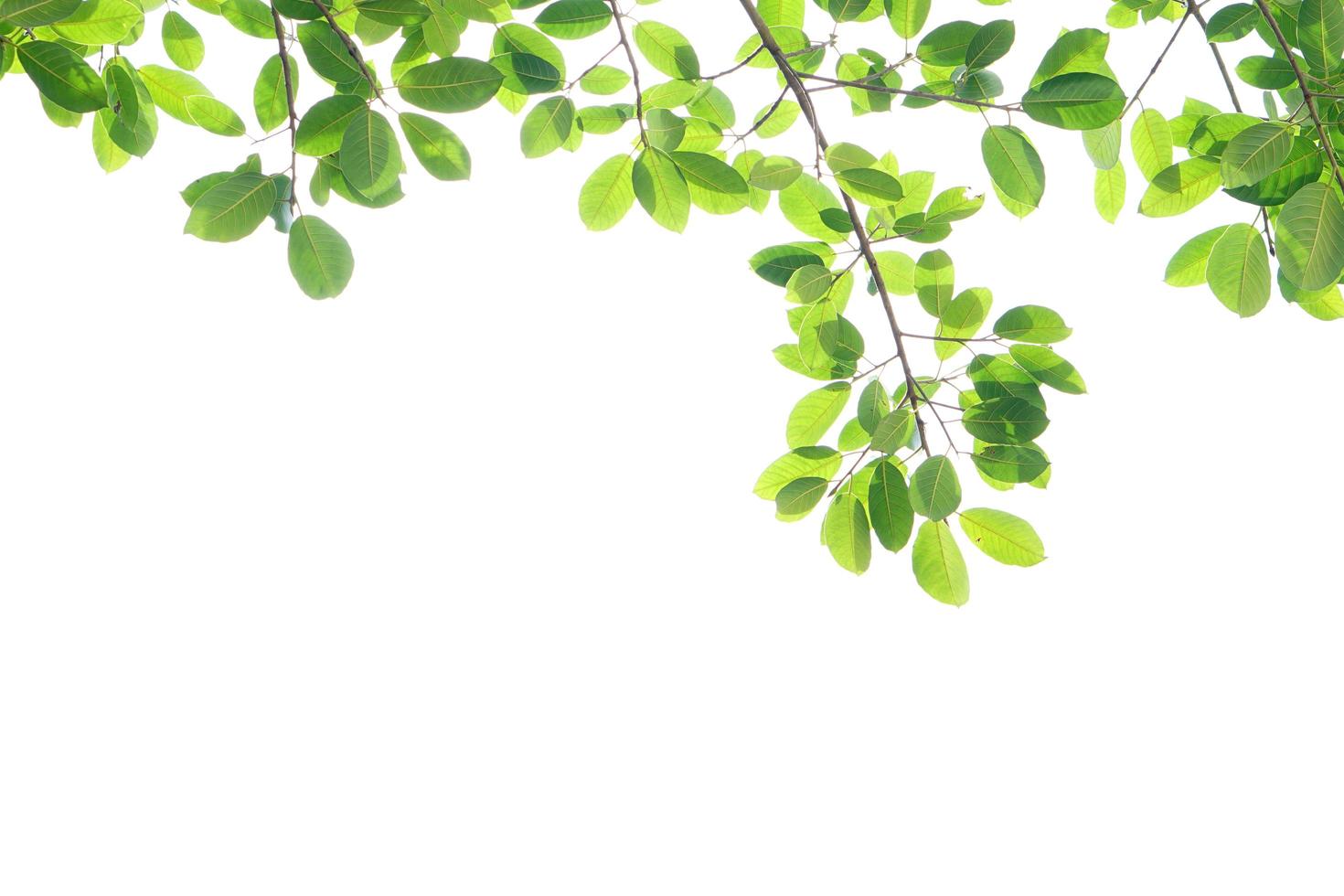 World environment day.Green leaves on a white background photo