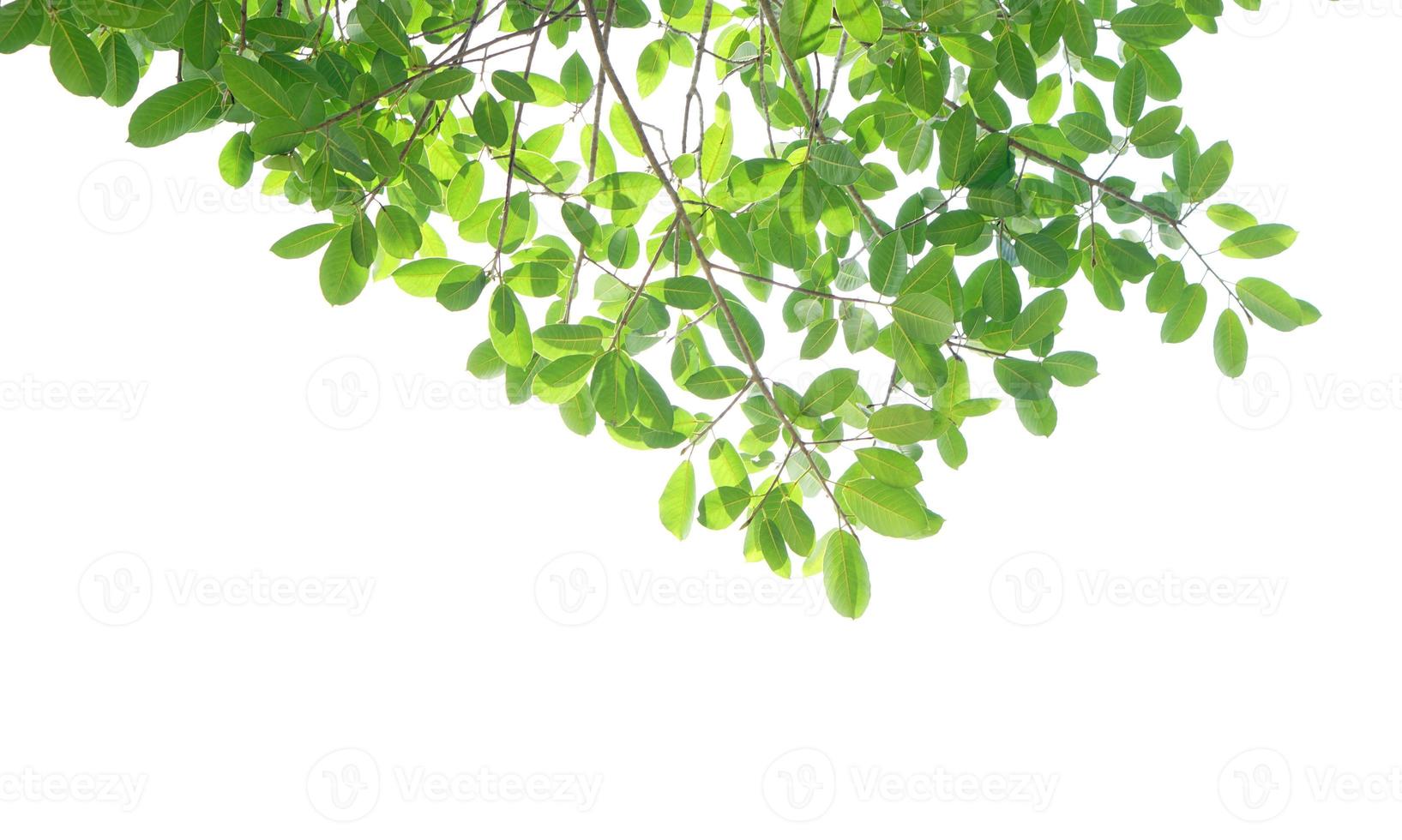 green leaves on a white background photo