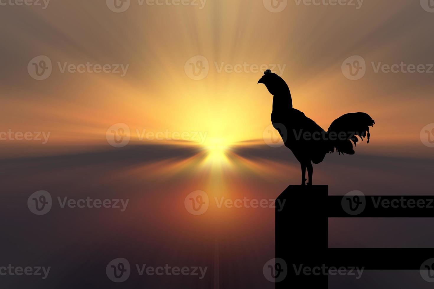 silhouette of a rooster crowing in the morning photo