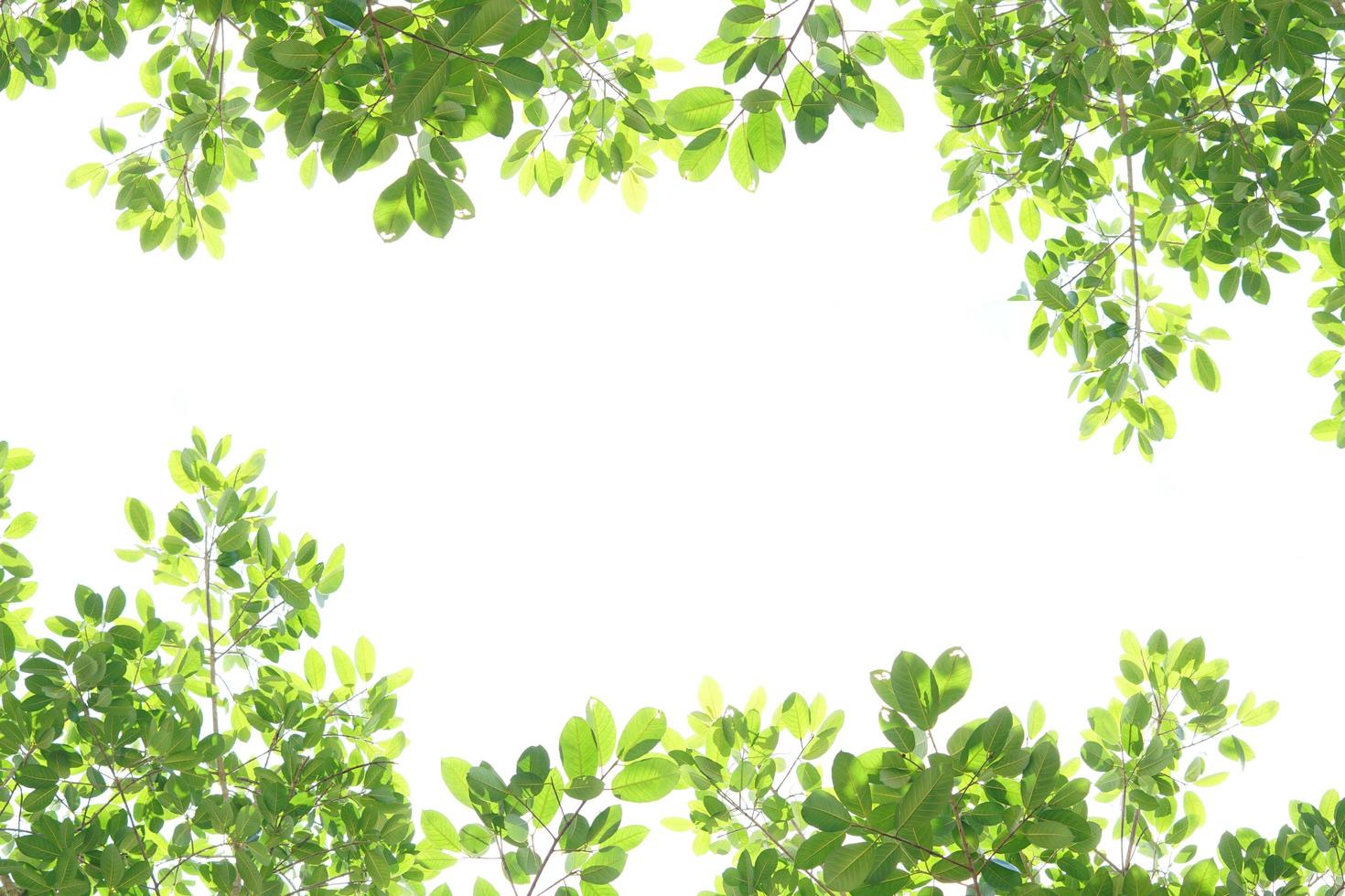 World environment day.Green leaves on a white background photo