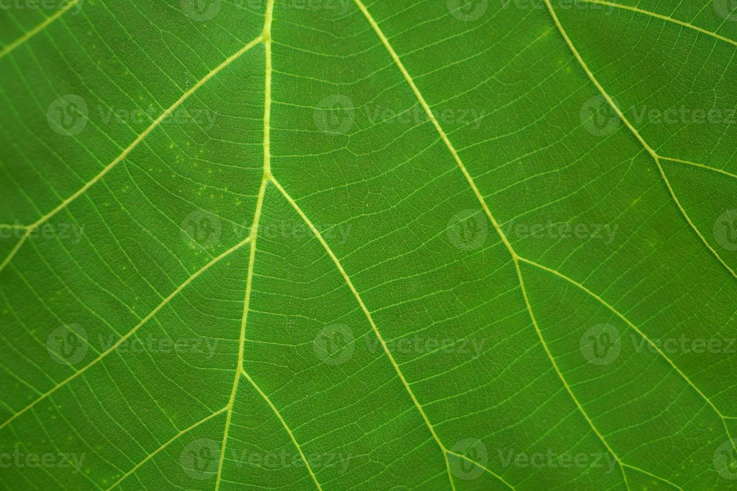 green leaf fiber pattern background photo