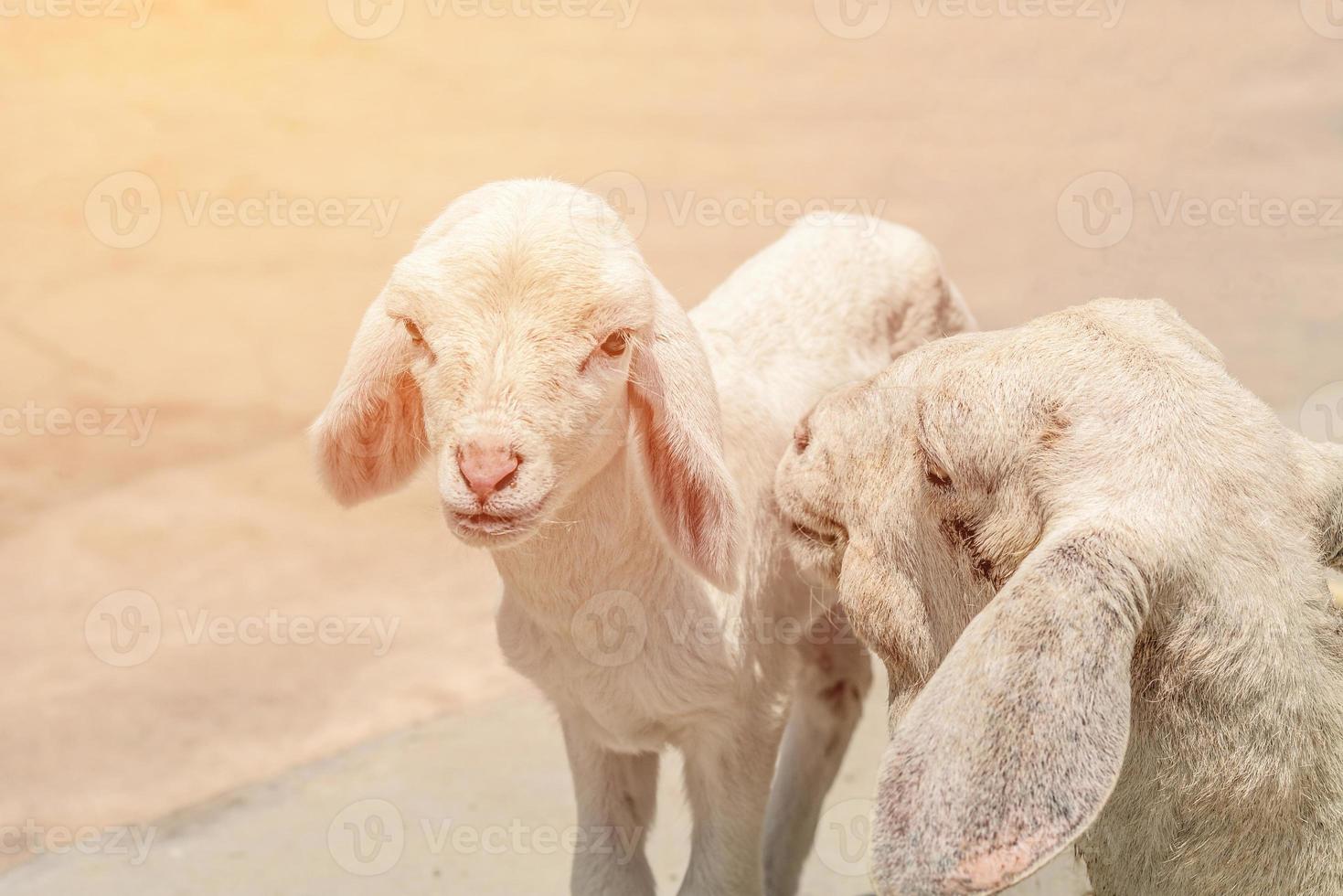 ovejas blancas en la granja foto